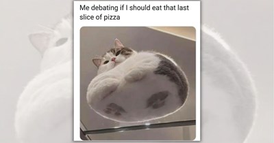 Your Weekly Subscription of Silly Cattos To Begin the Week With Feel-Good Funny Felines