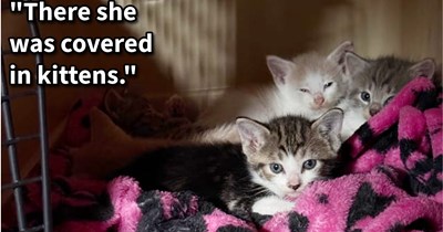 Cat mom and kittens discovered in laundry room rescued from territorial tom cat by woman who had just lost her soul dog weeks prior, says: ‘We will adopt 2 of the kittens for sure, it feels as though our big dog left us a gift.’