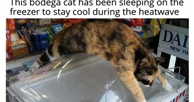28 Cute Cat Memes to Help You Cool Down After a Week of Being Hot and Bothered