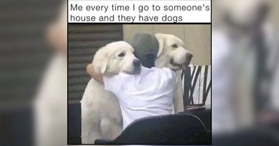28 Loyal Little Doggos Loving Life Beside Their Humans