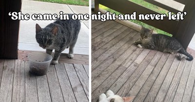 Feral cat Honey goes from running away at first sight to ruling her new home in a heartwarming two-year transformation