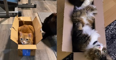 22 Purrrfect Kittens That Prefer Boxes over Beds
