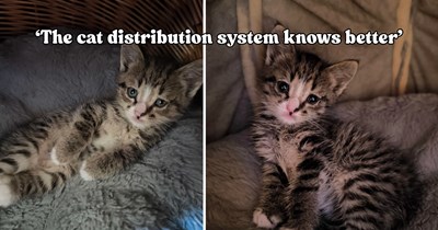 One wrong bus and a missed stop lead a woman straight to a kitten waiting to be found