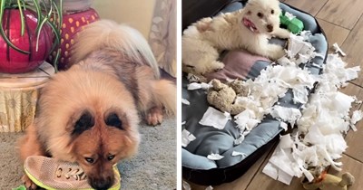 26 Pawdorable doggos being naughty and looking innocent