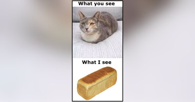 Fresh Cat Loaves Straight From the Feline Bakery to Warm Your Heart