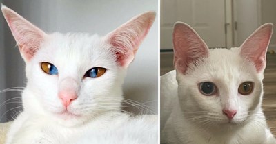 Mesmerizing Mismatched-Eyed Cats Giving Hoomans a Purrfectly Pretty Reason to Stop and Stare