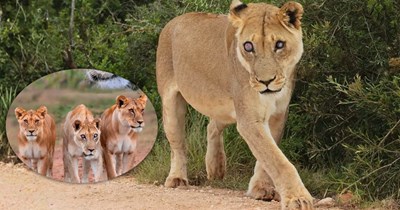 'This is the meaning of family': 17-year-old lioness survives for years after going blind and getting kicked out of her pride because her daughters refused to leave her behind