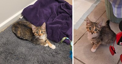 3-legged kitten hides in a bush all by herself, without mom in sight, couple scoops her up and immediately takes her to the vet: 'Her name is Peggy'