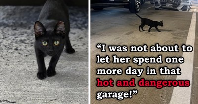 Kitten who wasn't adopted "quickly enough" from a shelter gets put out on the streets, her cries for help get ignored by everyone until a kind person finally stops and takes her home