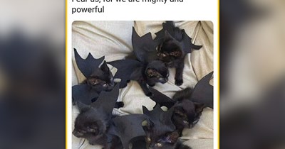 25 Sunny Sunday Feline Funnies to Help You Beat the Heat One Purr at a Time