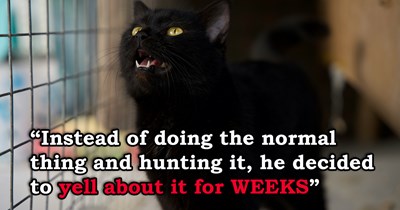 'My wallet hurts': Cat starts yowling nonstop for weeks, the vets find nothing, it turns out there was a rat in the house, but instead of hunting it, screaming was her method of dealing 