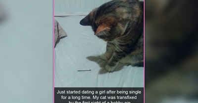 Purrk up Your Day With These 28 Wholesome and Funny Cat Memes