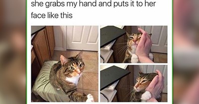 26 Heartwarming Cat Memes to Soak Up Every Last Drop of Summer Sunshine