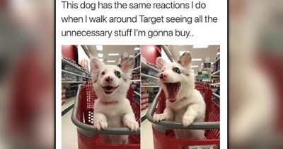 24 Heartwarming Animal Memes to Warm Your Bones While Your AC Fights for Its Life