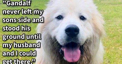 Dog saves nonverbal child who went missing in exceptional show of loyalty, for 2.5 miles the brave dog stuck by his side until they were spotted and saved by pawrents, says: ‘Something about their friendship just has never needed spoken words.’ 