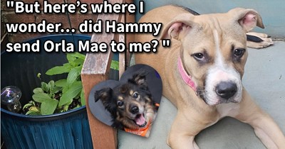 Stray pit bull puppy finds furever family in fateful chance encounter with fur family, but it turns out the puppy was a replacement and not an addition: ‘I can’t help but feel Hammy knew I’d need another soul to pour my love into.’