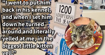Man walks into cat shelter to donate and comes out with a one-eyed kitten who he instantly fell for, but its adoption would end up being far more meaningful than either of them could imagine: ‘I was in love but I wasn't ready.’