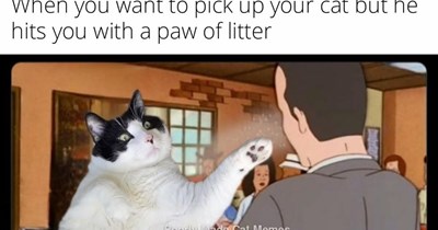 26 Hilarious Kitty Pawrenting Memes fur Feline Fathers and Mothers Missing their Fluffy Babies