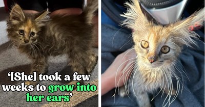 'I'm not sure that's a normal cat': Foster kitten weighing only 1 pound comes in as the scraggly runt, but gets adopted looking like something straight out of a fairytale
