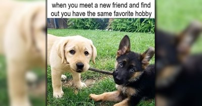 25 Delightful Dog Memes to Keep You Howling and Giggling Through the Work Week (August 18, 2026)