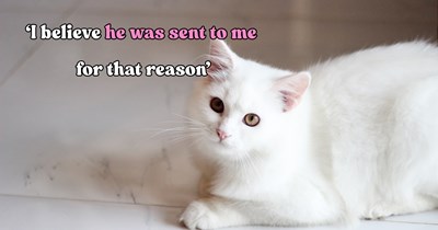 Stray white cat wanders into a woman’s life and becomes a source of comfort when she needs him most