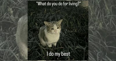 ‘The internet was once a fun place to watch cat videos’: 22 Funny Cat Videos To Reconnect With The Internet’s True Purpose 