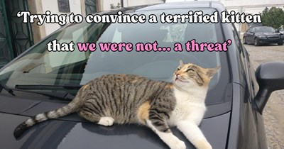 Man traces mysterious meows to a kitten tucked beneath a parked car’s hood and refuses to leave until he’s safe