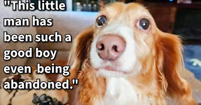Dachshund abandoned on country road saved and warmly welcomed into dog lover’s fur family despite warnings from animal control about the pupper’s health, says: ‘I am looking forward to his full healing and seeing his personality when pain free.’