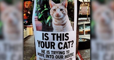 27 Cute Cat Memes To Add Sweetness to Your Meowrning Cup of Coffee