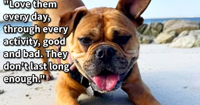 14 Precious Pearls of Pupper Wisdom Your Fellow Pawrents Want You to Know