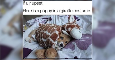 22 Precious Pups Appreciating the Little Things