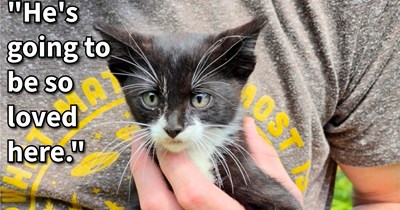 Kitten dumped by mom cat on hoomans deck gets new beginning after feline mother couldn’t continue caring for the skinny baby, making for quite the purrfect cat lovers’ Caturday surprise: ‘He's just the cutest and most chill kitten.’