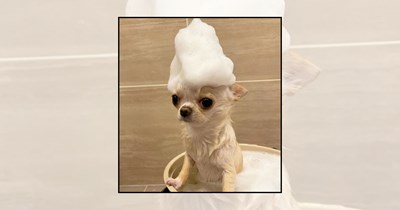 'I Thought You Loved Me': 21 Cute Dog Bath Pictures of Soaked Pups Feeling Completely Betrayed