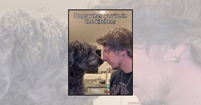 'Every Chef Needs a Helper': 25 Dogs in the Kitchen Ready to Taste-Test Dinner