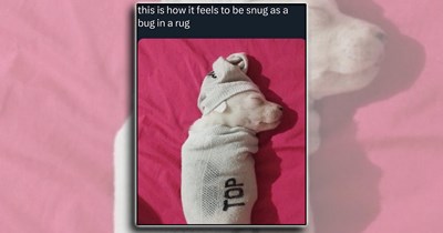 'Happiness is a warm puppy': Animal laughs and joys for a happy brain this week (August 19, 2026)