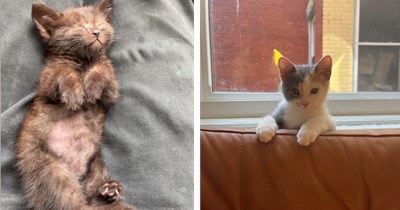 Adorable Baby Cats to Sweeten Your Week With Some Sugary Kitten Cuteness