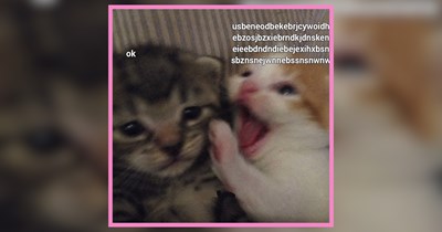 22 Saturday Cuddly Kitty Memes for Anyone Going Through It and Needs a Hug