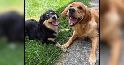 Aussie 101: Good couple adopts their first Australian Shephard and need advice on how to raise her with a golden retriever, showing the benefits of a technological age on pawrenting 