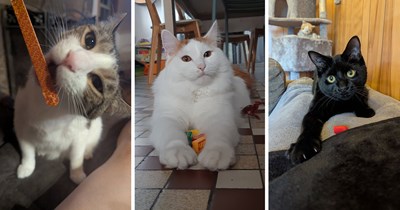 22 Non-Cat Toys Cats Are Weirdly Wonderfully Obsessed With: 'My boy Smudge will come running if he hears me filing my nails'