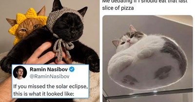 Your Weekly Meowgazine: 20 I Can Has Meowments for a Cozy Caturday of Whimsey and Wholesomeness (August 22, 2026)