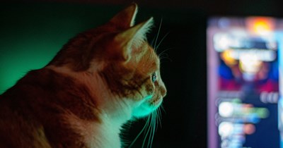 ‘Cat Tv ruined my cat’: 6-month-old kitten watches YouTube once, then abandons toys, ignores her sister, and waits by the blank screen like a feline "iPad kid"