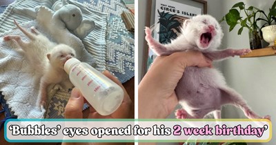 UPDATE: California NICU nurse shares heartwarming updated on 1-week-old rescue kitten 'Bubbles', whom she rescued from the sidewalk in 110 degree heat and is raising alongside her own twin children 