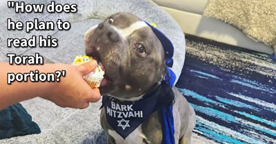 “Is it offensive to throw my dog a ‘bark mitzvah' for this 13th birthday?” : Internet responds to pupper pawrent’s peculiar question about canine cultural appropriation