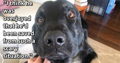 Terrified dumped dog tentatively takes a chance on a canine loving couple when they offer him a helping paw, giving him a furever home full of love after they weren’t able to locate his pawrents: ‘He’s such a good boy. I think it was certainly fate.’