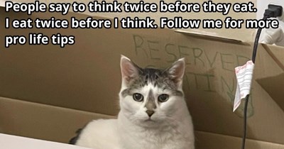 'Take revenge in advance': 27 Brilliant Bites of Life Advice From Your Favorite Feline Memes