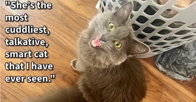 Starving street cat saved while in the middle of desperately eating trash by nanny who gave the feline a furever home where she was finally able to feel safe and show off her wholesome side: ‘When I picked her up she was incredibly skinny.’