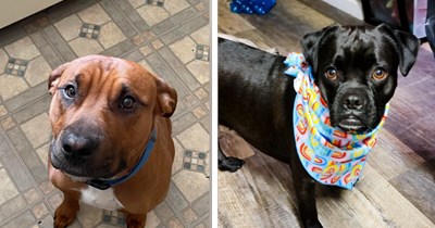20 Dogs With Puppy Eyes Giving You Your Perfect Dose of Puppy Love