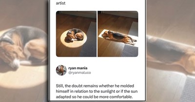 'Good boys get good memes': 21 Dog Memes to Fill Your Morning Cup with Puppy Pawsitivity (August 20, 2026)
