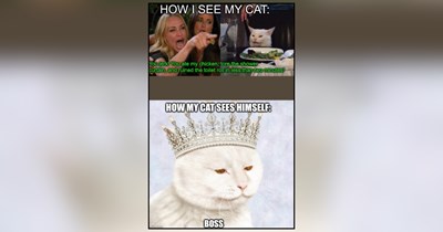 Feline Overlords Who Have Their Hoomans Trained to Obey Their Every Whiskered Whim