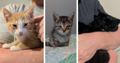 'My husband may never take me to McDonalds again...': Wife only wanted a McFlurry, but ends up with two kittens from the CDS instead